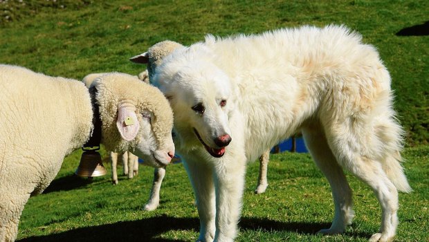 Hütehunde sind im Aargau neu von der Hundesteuer befreit. 