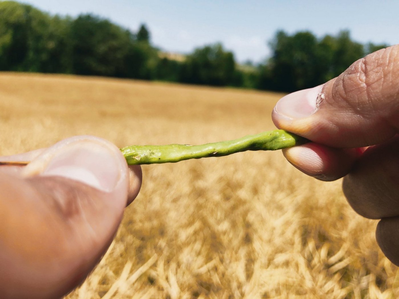 Sogenannte «Gummischoten» werden nicht ausgedroschen.(Bild David Perler)