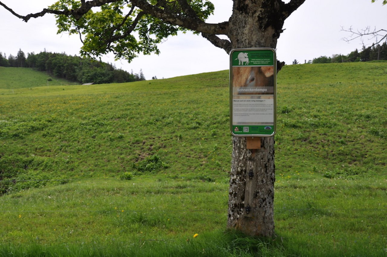15 Tafeln informieren Wanderer über den Umgang mit Rindern auf der Weide.