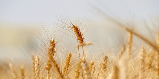  Die EU-Kommission geht von einem Bestandsabbau beim Getreide aus. (Bild Pixabay) 