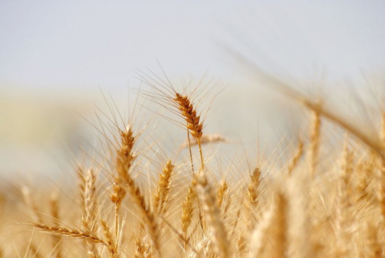  Die EU-Kommission geht von einem Bestandsabbau beim Getreide aus. (Bild Pixabay) 
