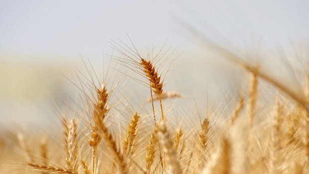  Die EU-Kommission geht von einem Bestandsabbau beim Getreide aus. (Bild Pixabay) 