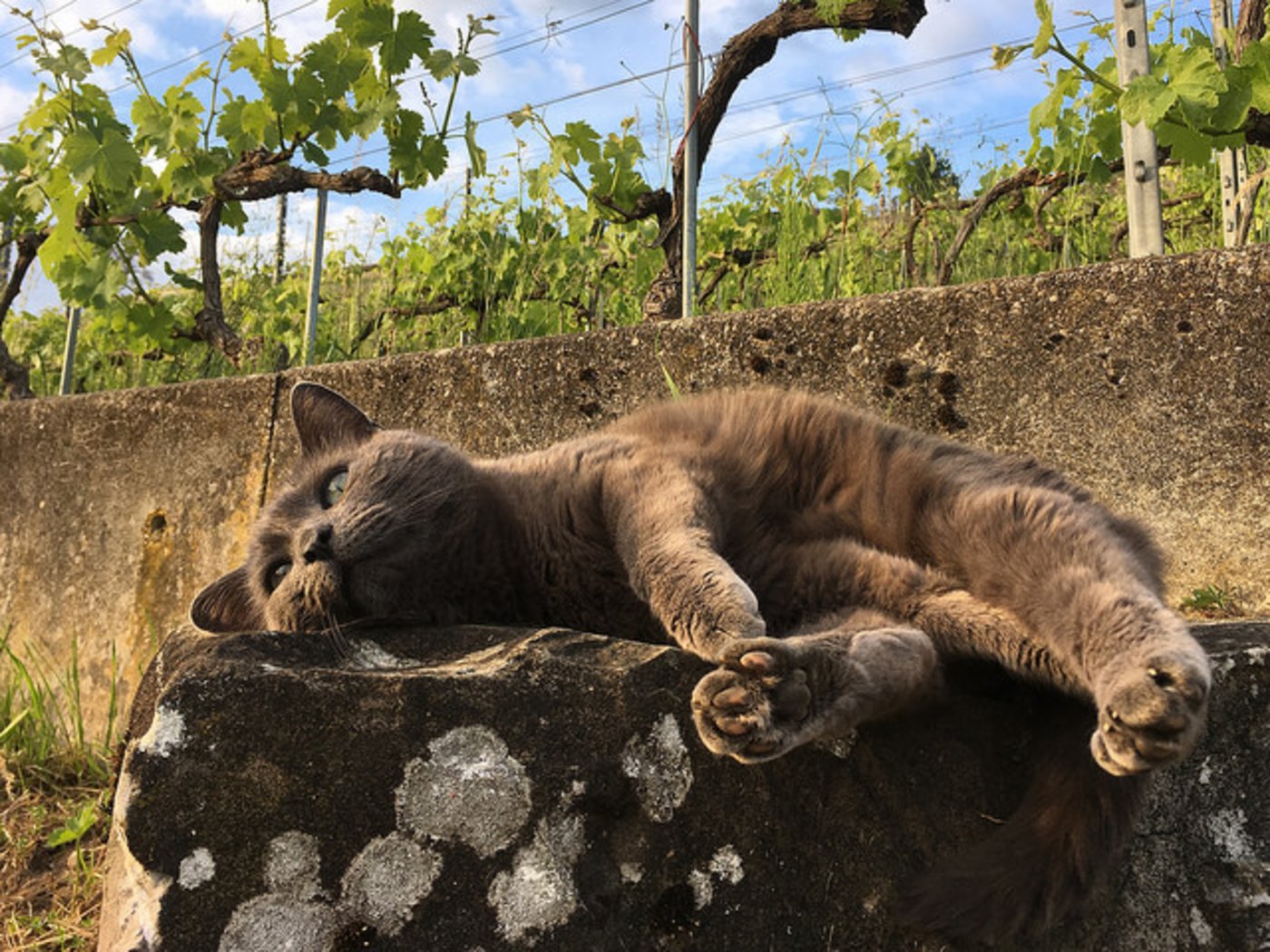 Siegerbild Kategorie Katzen&Co: Trop de Vin. (Maurice Starke, Clarens)