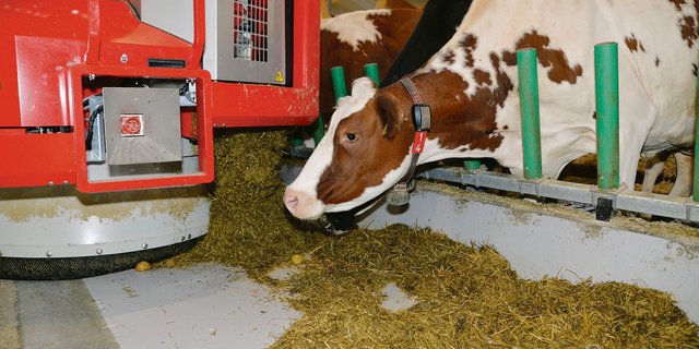 Ein Fütterungsroboter beim Verteilen des Futters. Er orientiert sich einfach an seiner Umgebung, am Fressgitter oder dem Nackenrohr. (Bild ak)