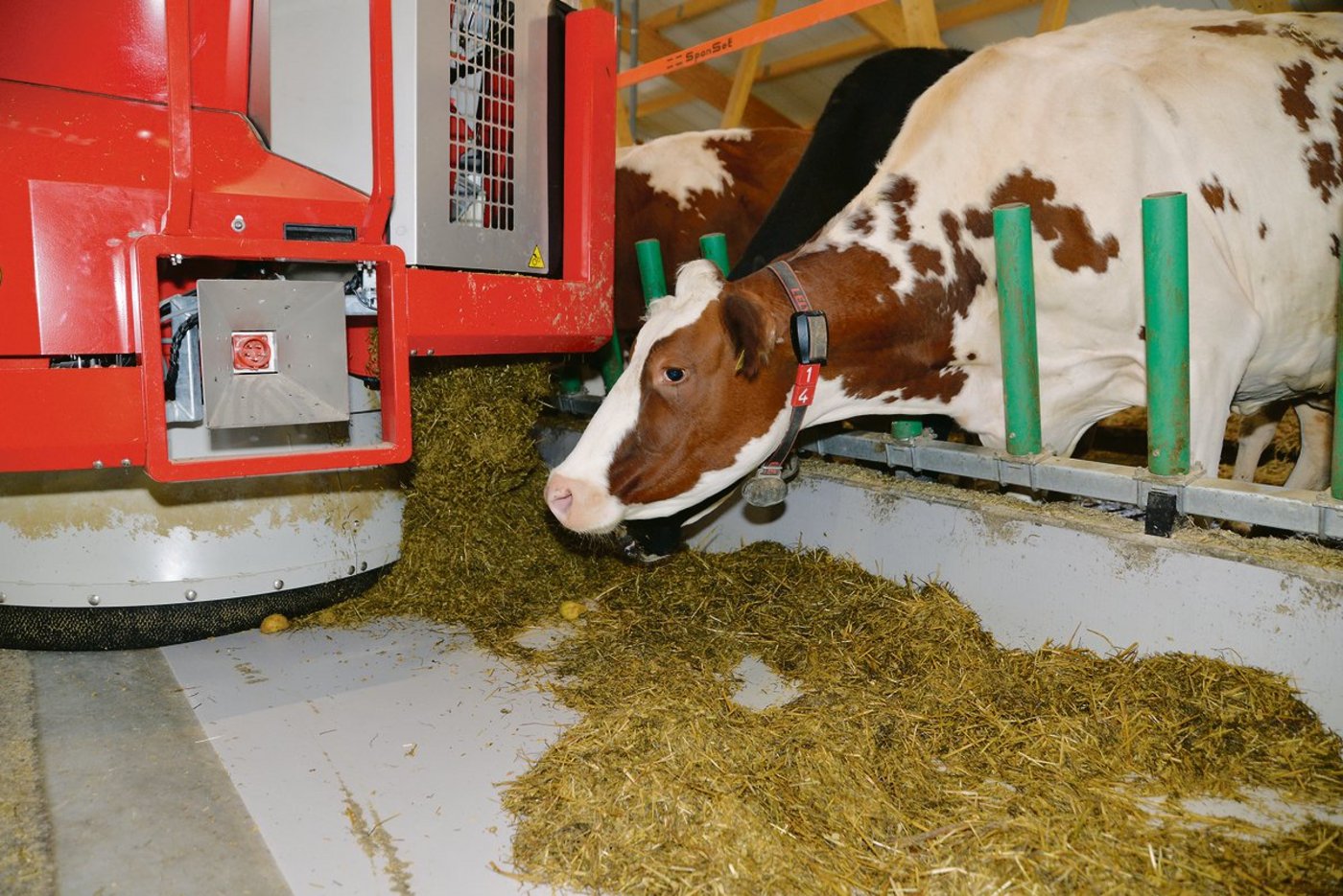 Ein Fütterungsroboter beim Verteilen des Futters. Er orientiert sich einfach an seiner Umgebung, am Fressgitter oder dem Nackenrohr. (Bild ak)
