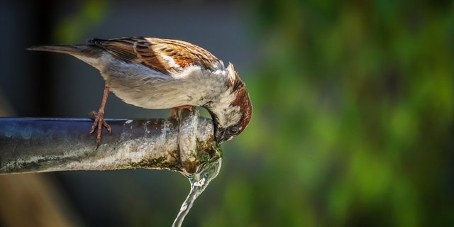 Ergänzend zu den vorgesehen zusätzlichen Anforderungen an die Landwirtschaft, will die WAK-S das Niveau der finanziellen Mittel erhalten. (Bild Pixabay)