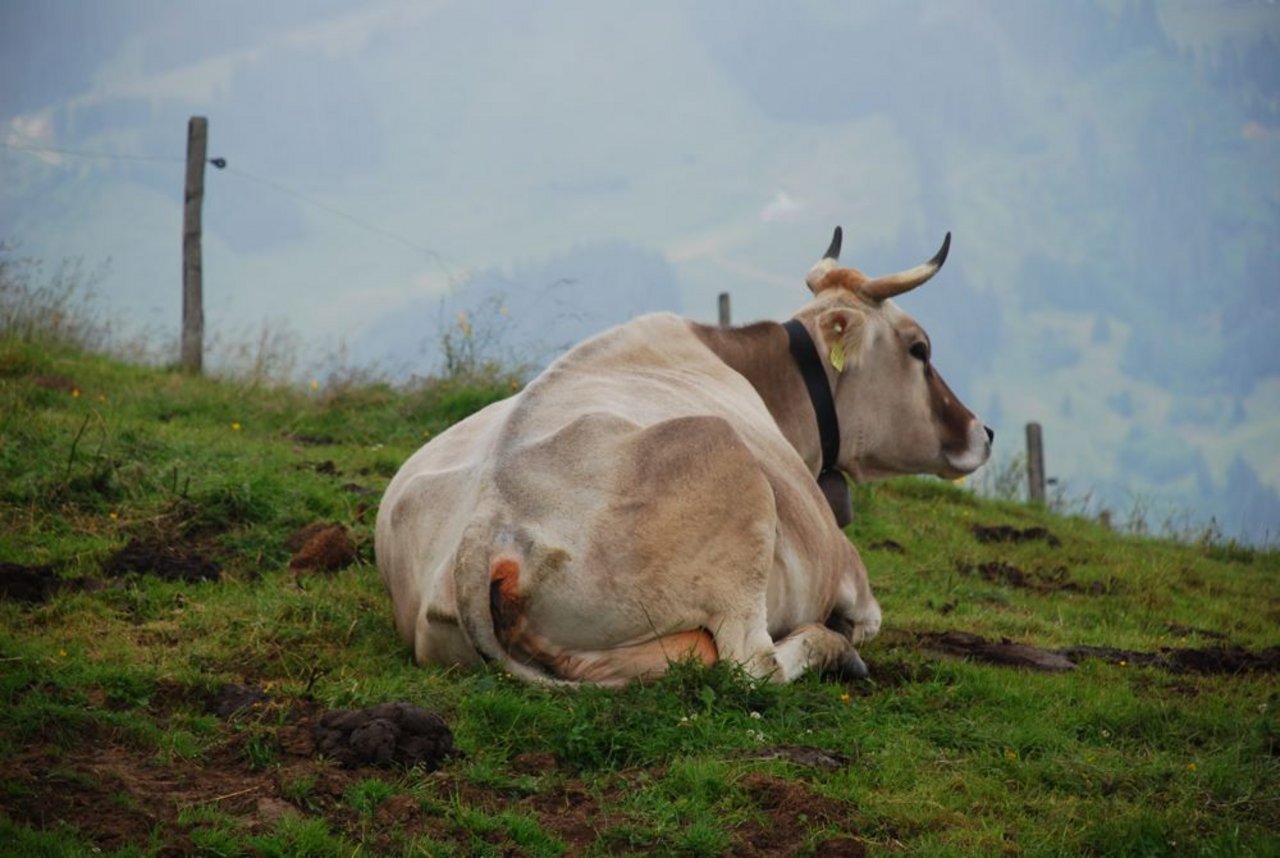 Über aus Österreich importierte Kühe gelangte IBR in die Schweiz. (Bild BauZ)