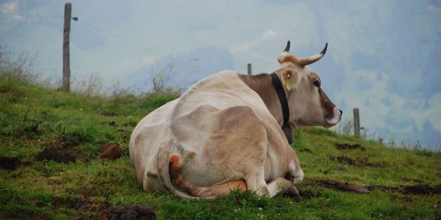 Über aus Österreich importierte Kühe gelangte IBR in die Schweiz. (Bild BauZ)