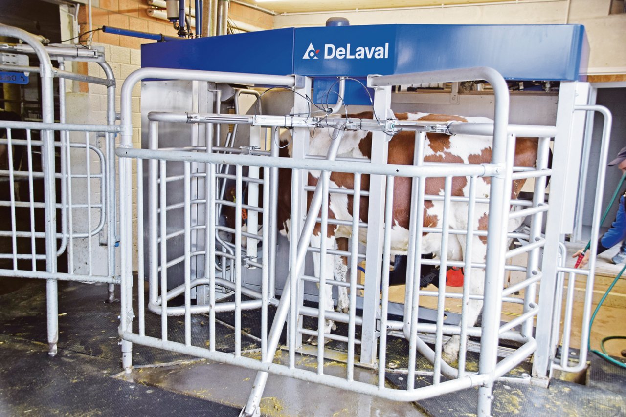 Gemolken werden die 40 Kühe von Schüpfers mit dem neuen DeLaval-Melkroboter VMS V300. 