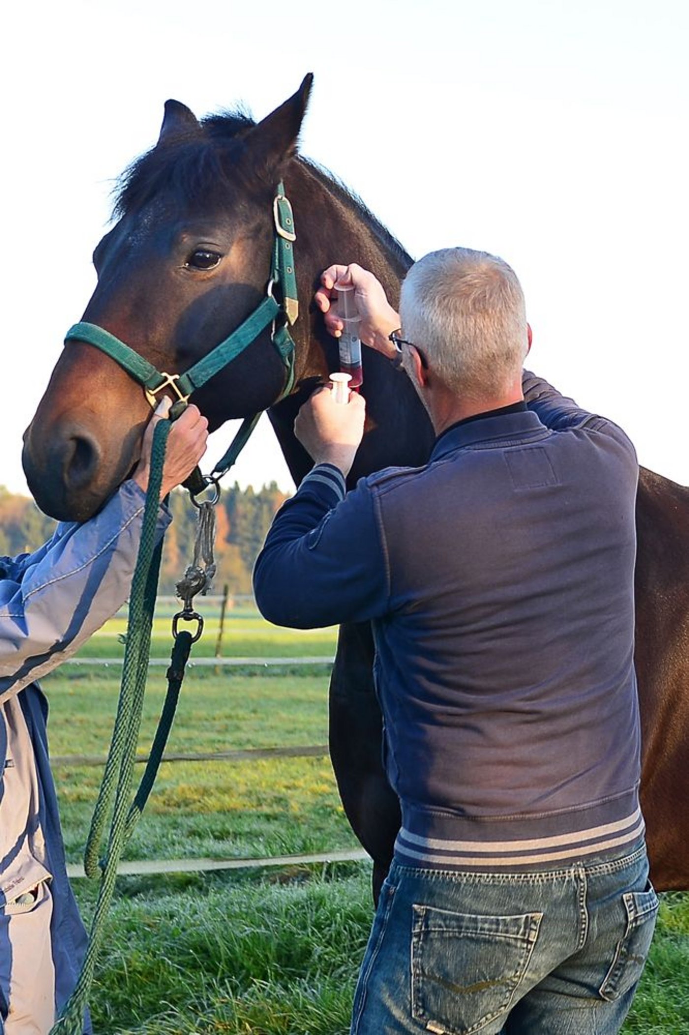 Der Venenzugang wird gelegt. Viele Pferde sinken bereits wenige Sekunden nach dem Einspritzen des Medikaments zu Boden. (Bild 1/3 / Bilder Daniela Ebinger)