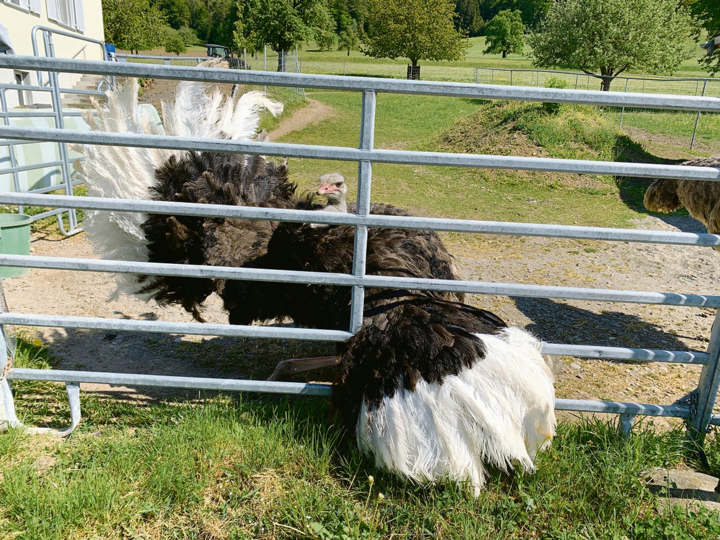Bild links: Zuchthahn Enzo benimmt sich wie ein stolzer Gockel. Während des Balztanzes (rechts) geht er in die Hocke und schüttelt das Gefieder.