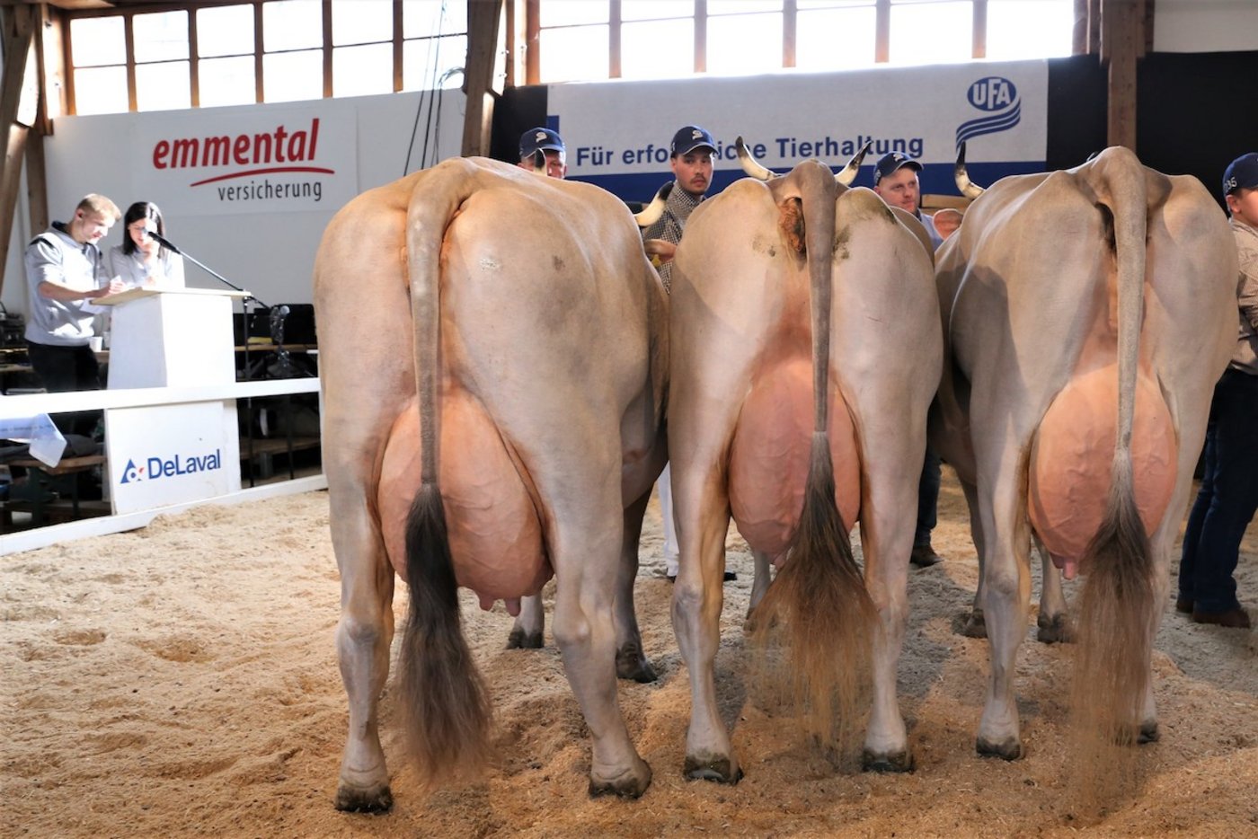 Drei sensationelle OB-Kühe in einer Abteilung: Marina von René Stalder Hasle LU, Viona von René Imoberdorf, Münster VS und Abteilungssiegerin Elena von Martin Schrepfer aus Wald / ZH (v.r.) (Bildquelle: Reto Betschart)