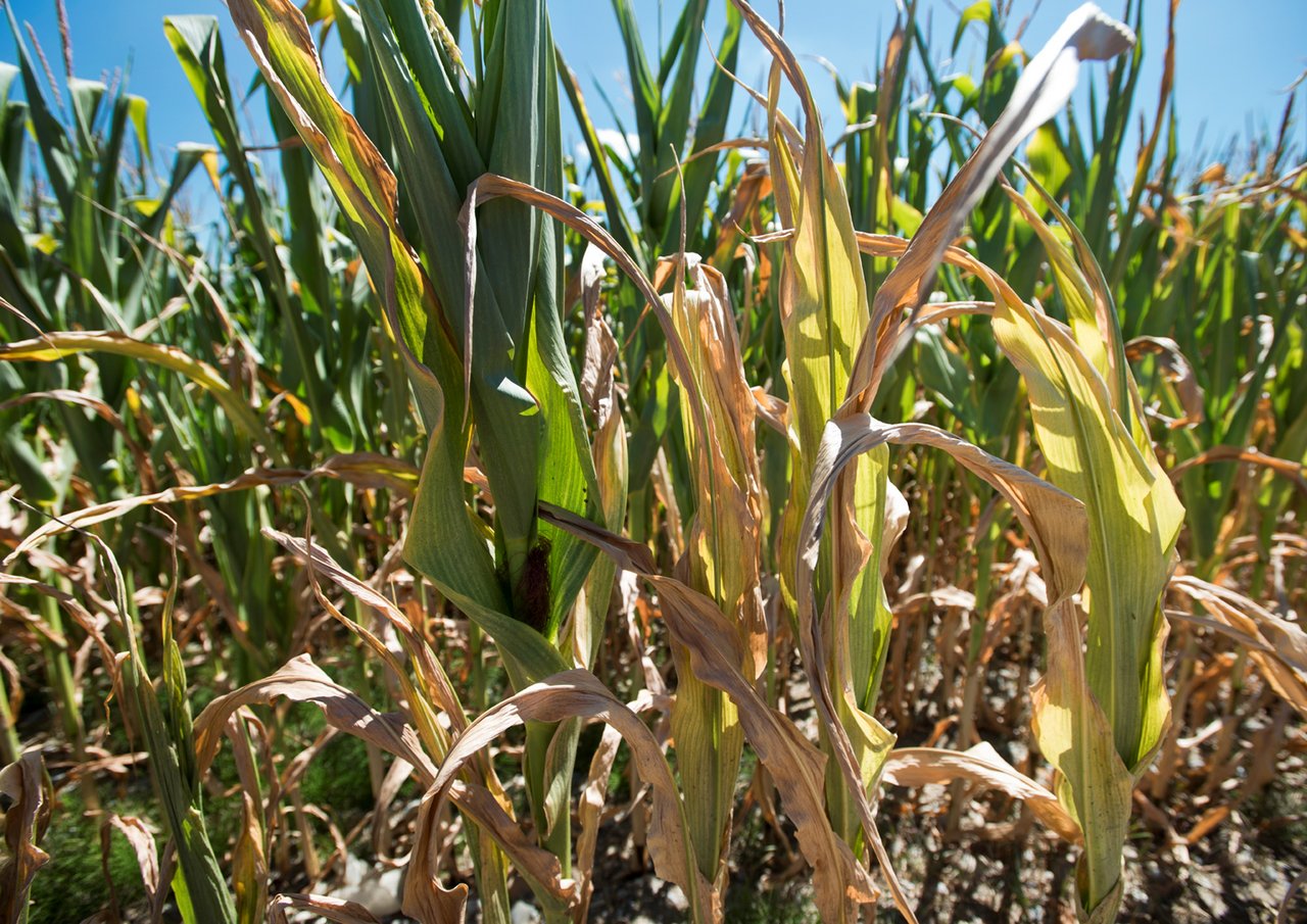 Trockenstress wie im vergangenen Jahr wird zukünftig keine Ausnahmeerscheinung im Maisanbau sein, sagen die Experten. Züchter bemühen sich um Trockenheits- und hitzetolerante Sorten. (Bild Agroscope)