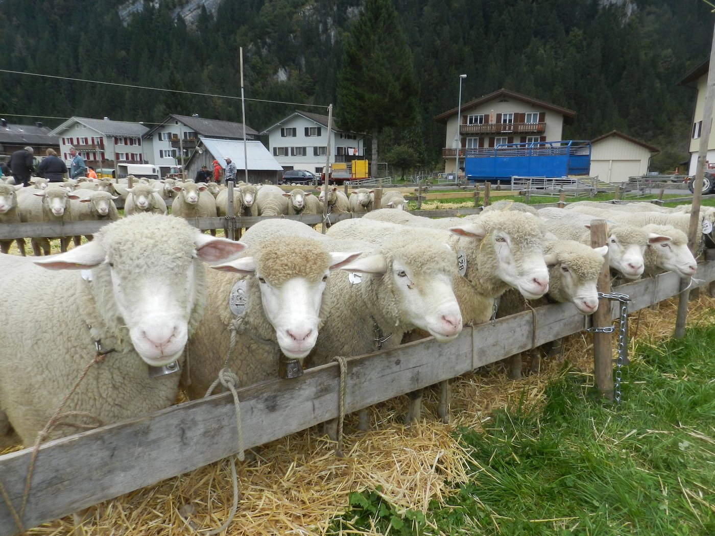 141 Schafe wurden 14 Abteilungen aufgeführt, stolze 25 Tiere mehr als ein Jahr zuvor.