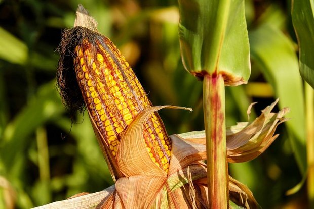 Aus mehreren Gründen sind die Preise für Mais aus den USA stark eingebrochen. (Symbolbild Pixabay)