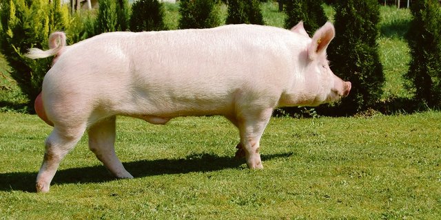 Die Schweinerasse Premo sei anfällig auf Darmverdrehung HIS, urteilt Marcel Scherer. Suisag äussert sich differenzierter.(Bild Suisag)