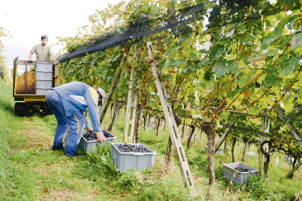 Die Weinbranche wird gerne als Beispiel für die positive Wirkung von weniger staatlicher Stützung angeführt. (Bild zVg)