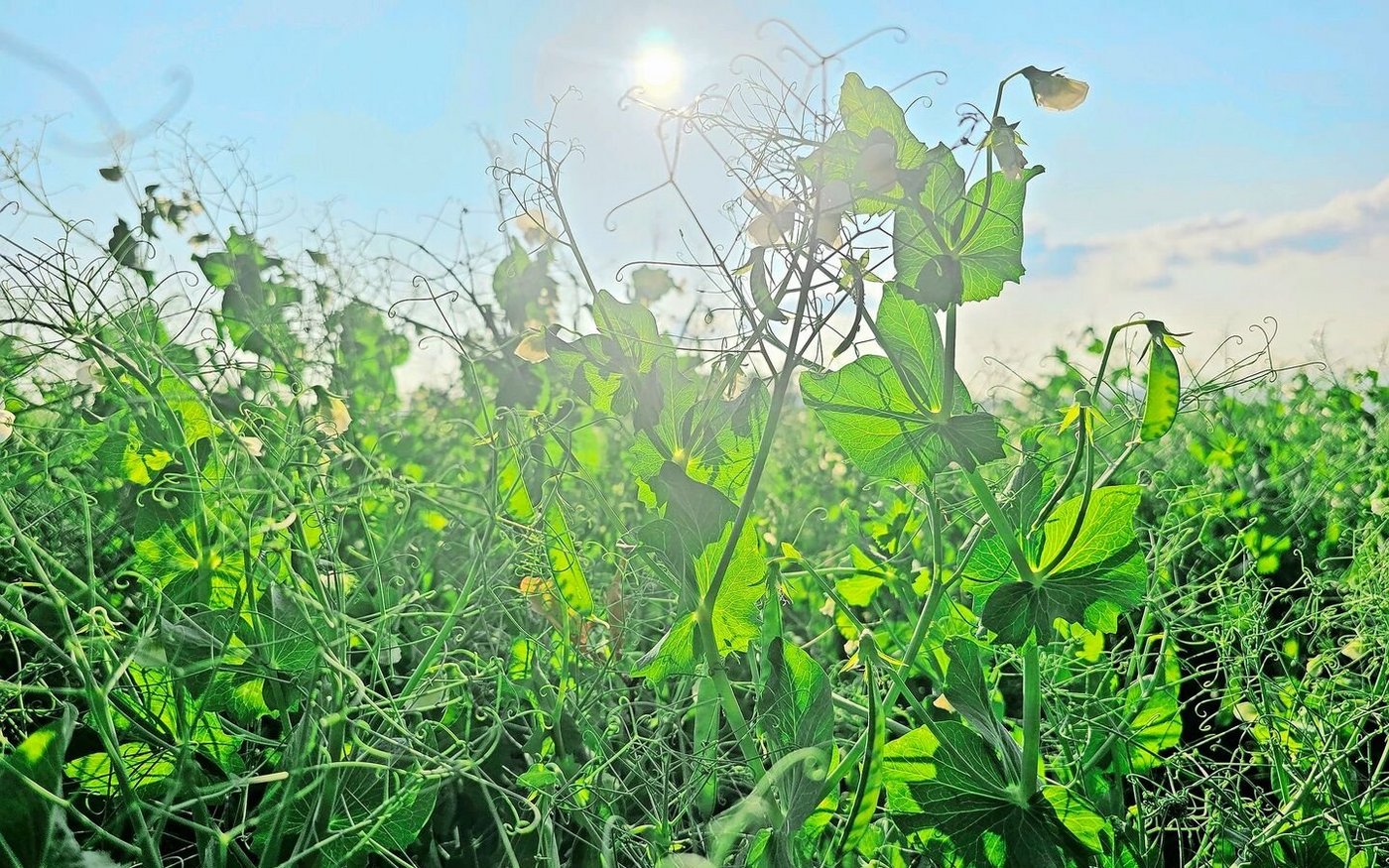 Wer Futtergetreide oder Eiweisspflanzen anbaut, kann erneut nicht auf einen Richtpreis zählen – dafür auf ein solidarisches Miteinander der gesamten Wertschöpfungskette.