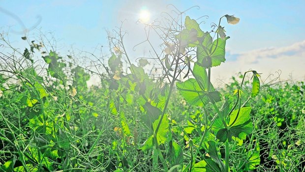 Wer Futtergetreide oder Eiweisspflanzen anbaut, kann erneut nicht auf einen Richtpreis zählen – dafür auf ein solidarisches Miteinander der gesamten Wertschöpfungskette.