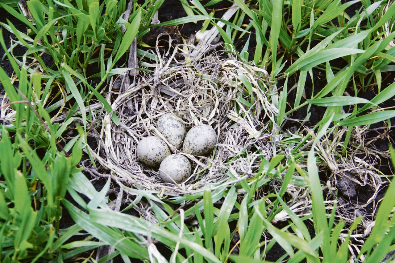 Nur gerade dieses Nest befindet sich heute auf der Parzelle von Familie Schwab. Durch die Anwesenheit der Kiebitze wurde die Familie sensibilisiert auf Naturfragen.(Bilder Andrea Wyss)