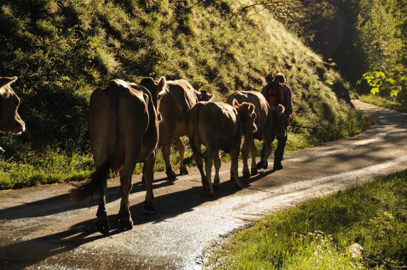 Die Alpsaison verzögert sich vielerorts dieses Jahr. (Bild Andrea Gysin)