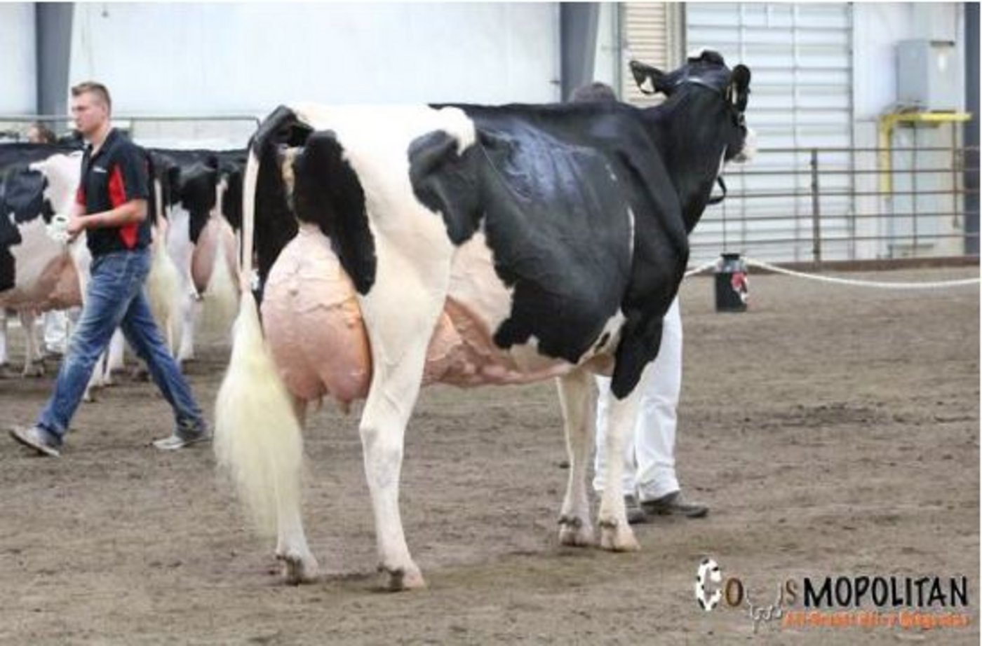 Sie siegte bei den Holstein: Rosiers Goldwyn Blexy.  (Bild Cowsmopolitan)
