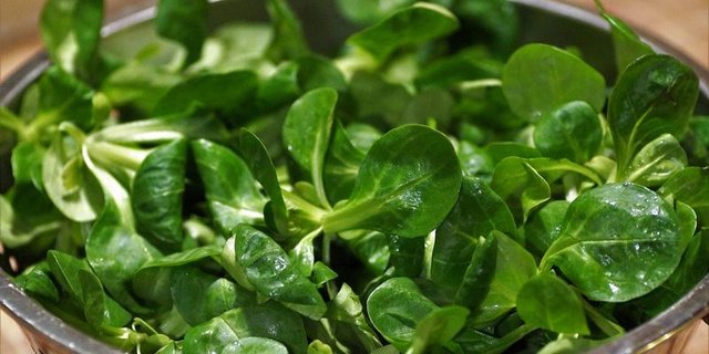 Jetzt beginnt wieder die Hauptsaison des Nüsslisalates. (Bild Pixabay)