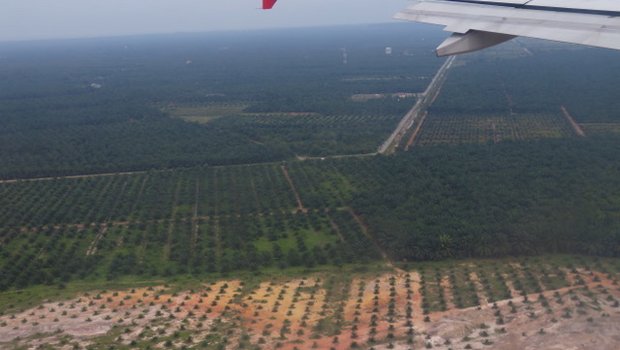 85 Prozent des weltweit produzierten Palmöls stammen aus Indonesien und Malaysia. (Bilder Lisa Gysin)