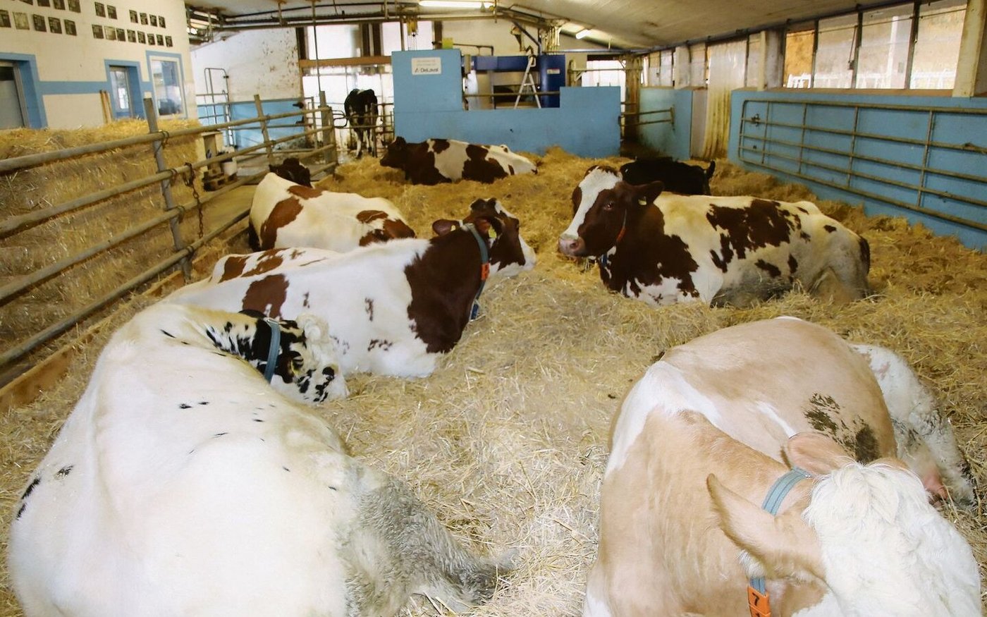 Die grosse Abkalbebox auf dem Betrieb Zuber mit  Melkroboter im Hintergrund.