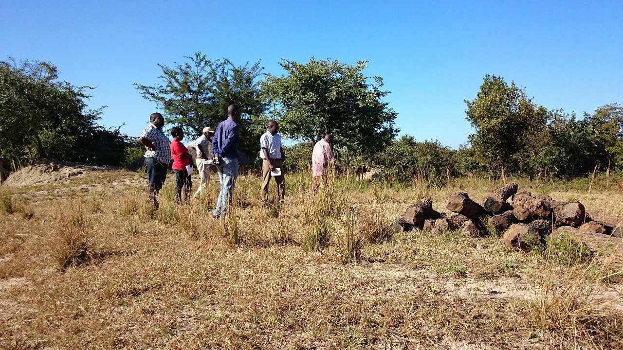 Das Team vom „Chongwe Green Village Project“: Unter der Schirmherrschaft von HIVOS International (eine holländische NGO) werden kleinbäuerliche Kooperativen vom KATC in der Milchwirtschaft geschult und beraten. Wenn auf einem Hof die Voraussetzungen erfüllt sind (Melkstand, Koppel, Tränkestelle...), erhalten die Kleinbäuer(innen) ein Darlehen in Form von zwei trächtigen Jersey- oder Friesian-Kühen. Diese werden von der Dairy Association of Zambia zur Verfügung gestellt. 