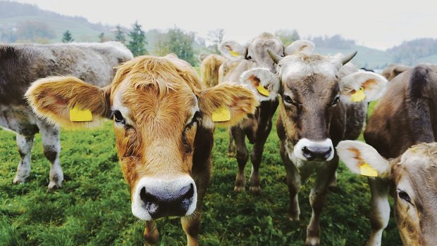 Beim Aldi Bio Weide Rind werden männliche Milchrassenkälber ausgemästet. Das Programm wurde für Grünlandbetriebe entwickelt. (Bild Aldi Suisse)