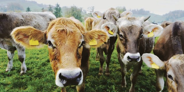 Beim Aldi Bio Weide Rind werden männliche Milchrassenkälber ausgemästet. Das Programm wurde für Grünlandbetriebe entwickelt. (Bild Aldi Suisse)