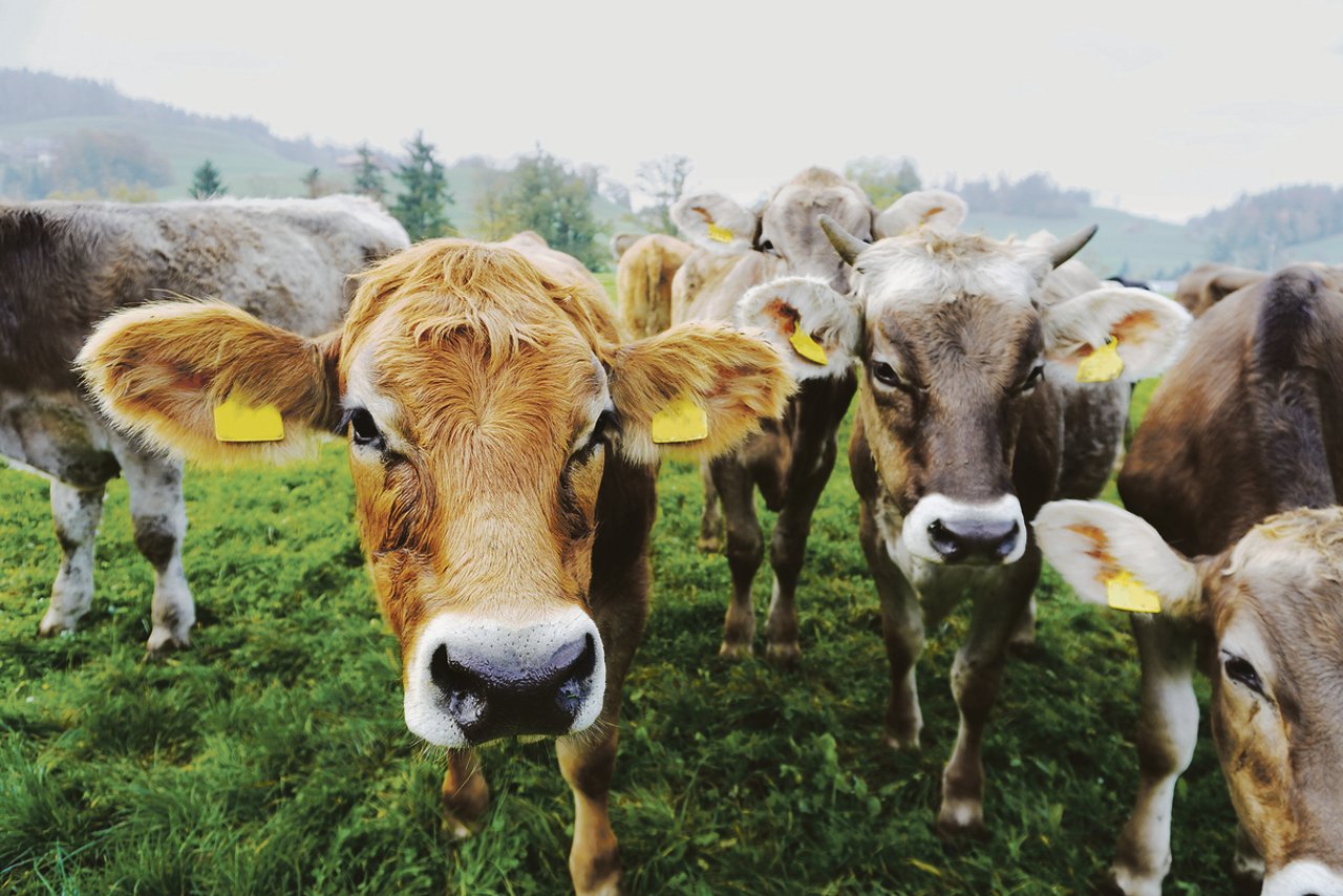 Beim Aldi Bio Weide Rind werden männliche Milchrassenkälber ausgemästet. Das Programm wurde für Grünlandbetriebe entwickelt. (Bild Aldi Suisse)