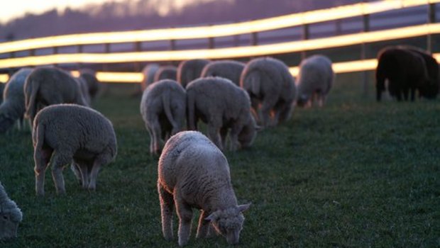 Heute gibt es in den USA noch einen Zehntel so viel Schafe wie vor gut 70 Jahren. (Bild: Sandro Schmid/landwirtschaft.ch)