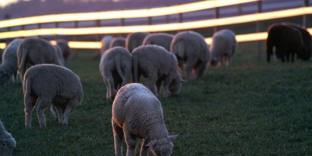 Heute gibt es in den USA noch einen Zehntel so viel Schafe wie vor gut 70 Jahren. (Bild: Sandro Schmid/landwirtschaft.ch)