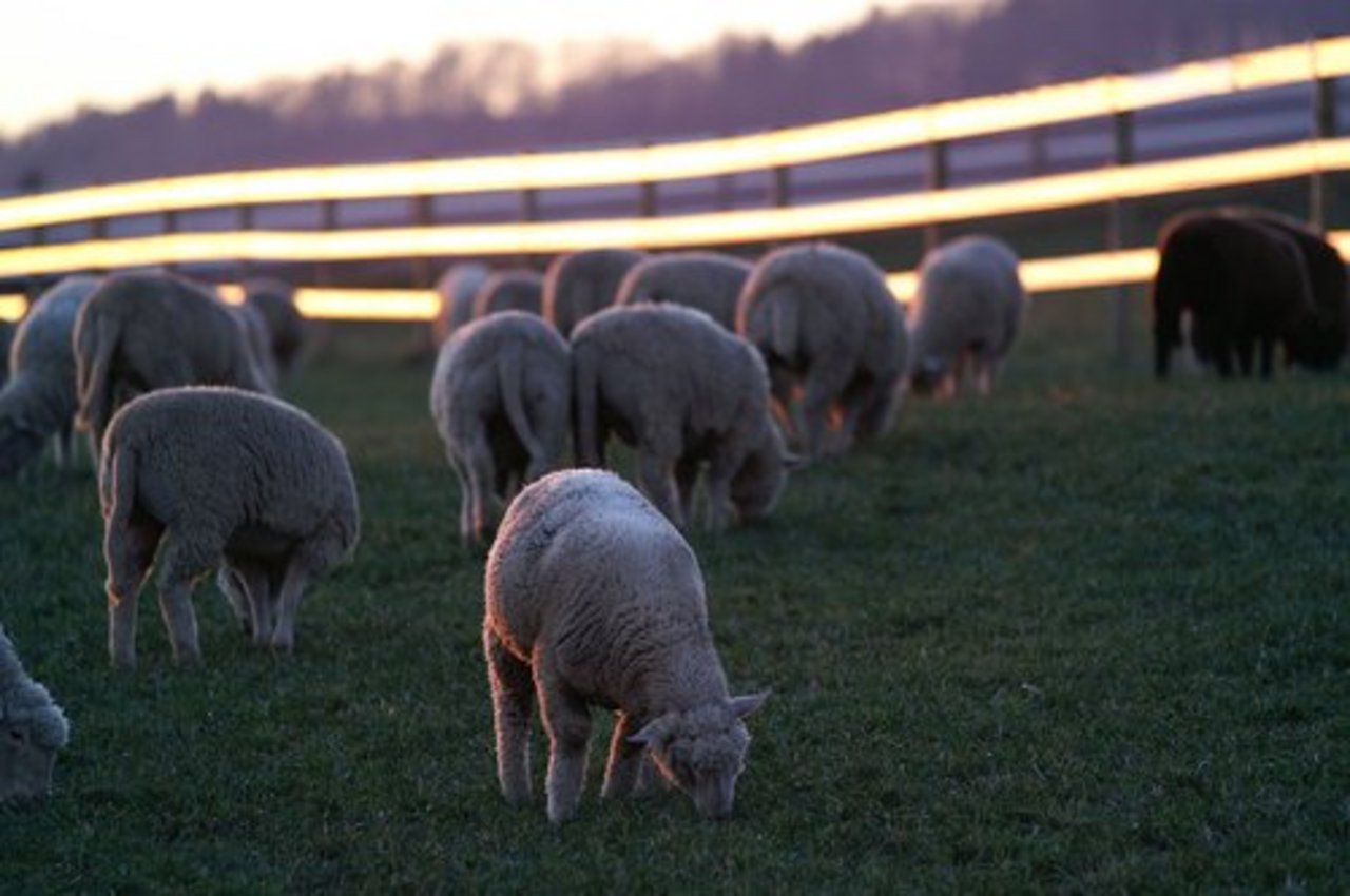 Heute gibt es in den USA noch einen Zehntel so viel Schafe wie vor gut 70 Jahren. (Bild: Sandro Schmid/landwirtschaft.ch)
