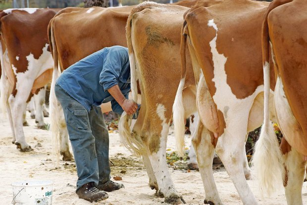 Jeder Züchter freut sich, wenn seine Kuh die Schönste ist. Beim Eincremen des Euters ist allerdings Vorsicht geboten. (Symbolbild Ruth Aerni/BauernZeitung))