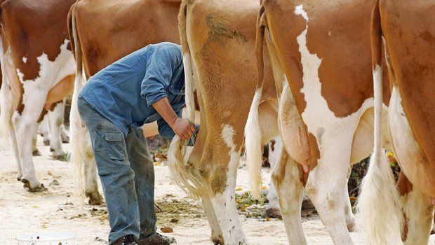 Jeder Züchter freut sich, wenn seine Kuh die Schönste ist. Beim Eincremen des Euters ist allerdings Vorsicht geboten. (Symbolbild Ruth Aerni/BauernZeitung))