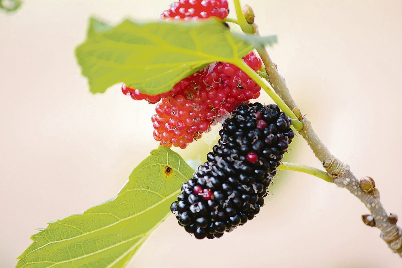 Die Weisse und Schwarze Maulbeere unterscheiden sich nicht nur in der Farbe ihrer Früchte.(Bild Pixabay)