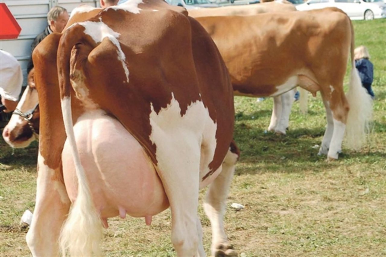Über den Zustand dieser Kuh müsste im Grunde an einer Ausstellung nicht diskutiert werden. Sie müsste sofort gemolken werden. (Bild dj) 