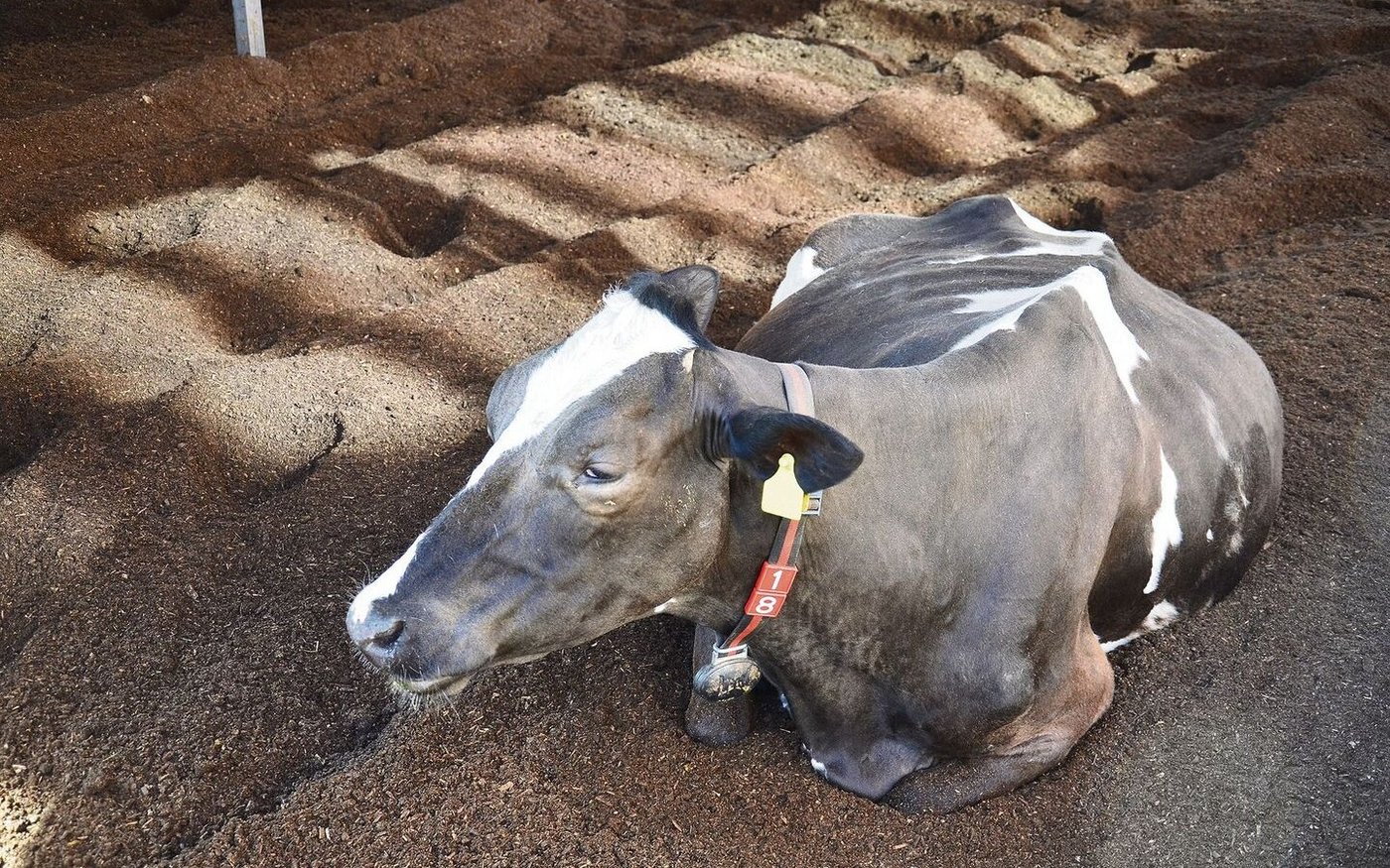 Die Kühe liegen länger, sind ruhiger und sauberer im Kompostierungsstall, sagen die Besitzer solcher Liegeflächen.