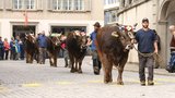 Die grossen Stiere schreiten durch den Schwyzer Hauptort. (Bild: Reto Betschart)