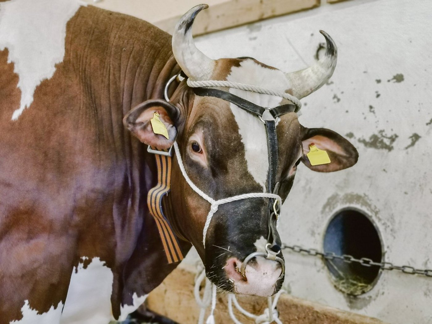 SF-Stiere, wie dieses Prachtsexemplar, kämpfen mit Konkurrenz. Viele SF-Züchter greifen immer wieder zu RH- oder SI-Stieren und produzieren damit C-Tiere. Da gäbe es nur einen Ausweg: Konsequent SF einsetzen und die Rasse damit unterstützen. (Bild sb)