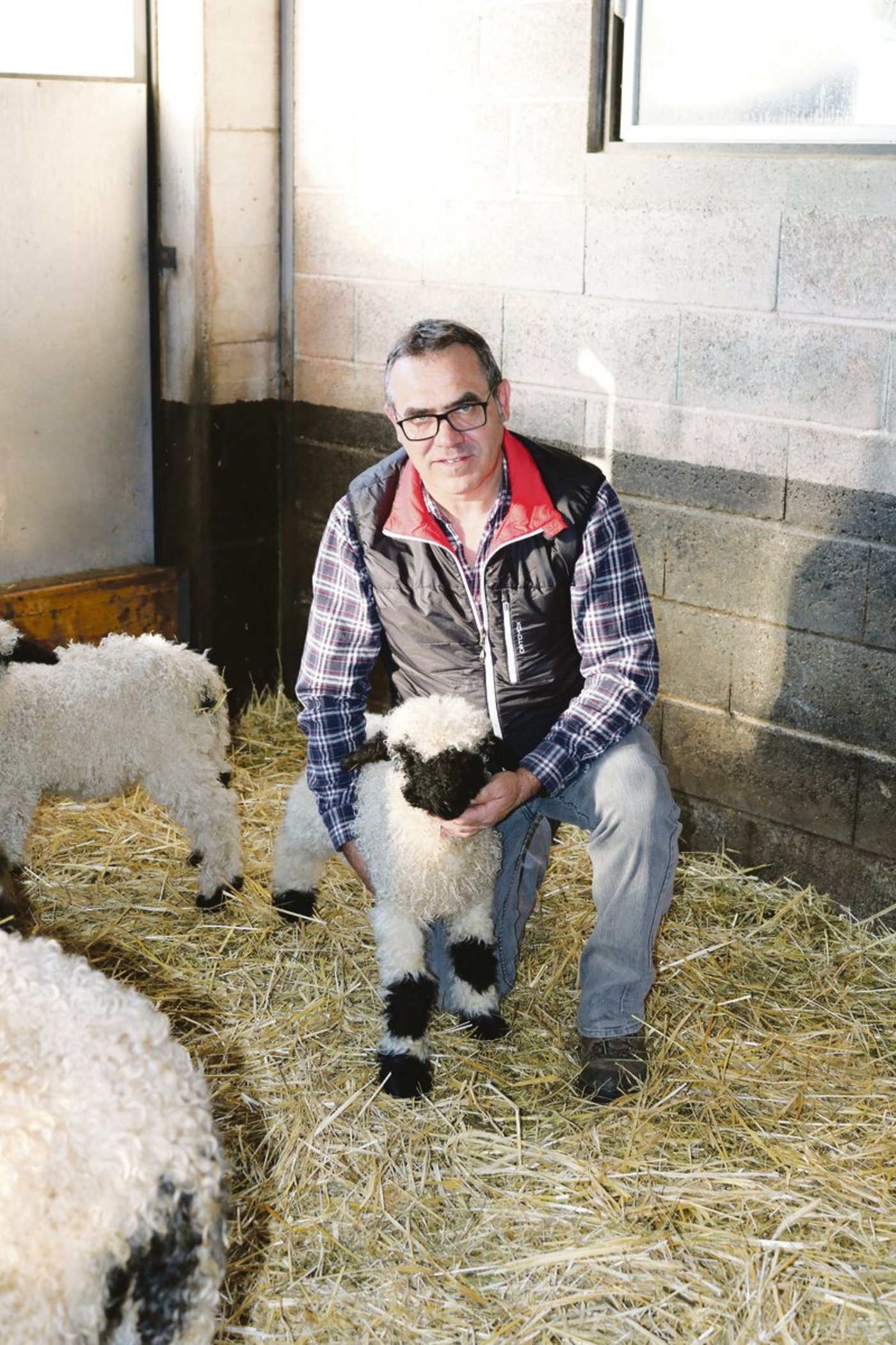Daniel Steiner präsidiert die Schwarznasenzüchter.