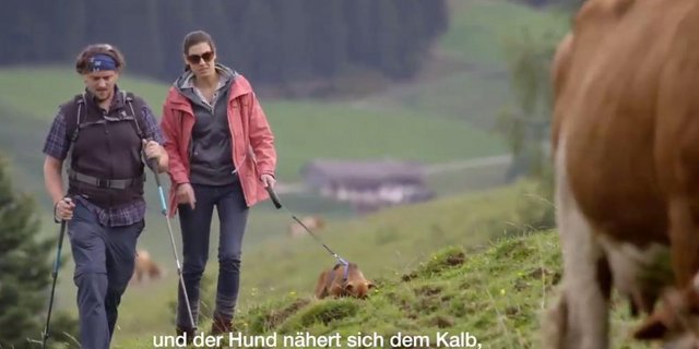 In einem Video erklärt die Landwirtschaftskammer Tirol, wie man sich als Wanderer verhalten soll. (Screenshot Youtube/Landwirtschaftskammer Tirol)