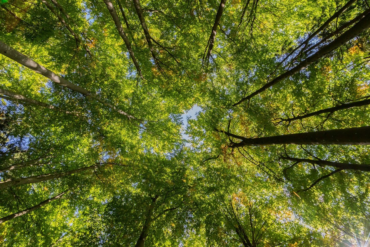 Das Waldexperiment läuft seit 2018 und wird 2021 mit einem Regendach ergänzt. (Bild Heiko Stein/pixabay)