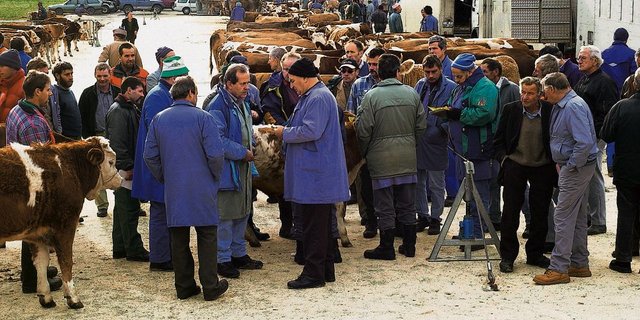 Proviande will nach dem 30. Juni nichts mehr zahlen an die Kälbermärkte, und es gibt auch kein Importkontingent mehr für Kälberkäufe auf Märkten. Die Organisatoren wollen Märkte aber doch nicht sterben lassen. (Bild BauZ)