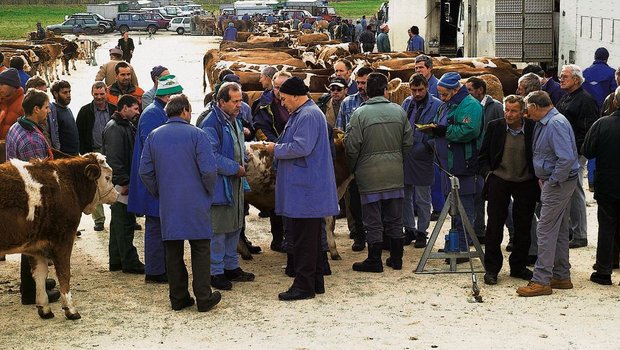 Proviande will nach dem 30. Juni nichts mehr zahlen an die Kälbermärkte, und es gibt auch kein Importkontingent mehr für Kälberkäufe auf Märkten. Die Organisatoren wollen Märkte aber doch nicht sterben lassen. (Bild BauZ)