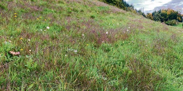 Die Blutfingerhirse mag Lücken und Trockenheit in Weiden. Sie hat sich diesen Herbst teils flächig ausgedehnt. (Bild Josef Scherer)