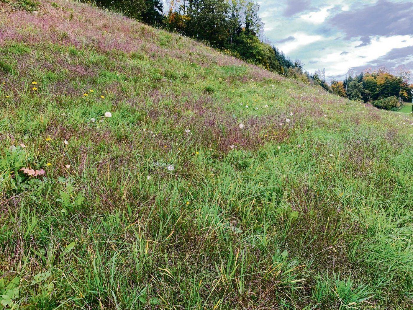 Die Blutfingerhirse mag Lücken und Trockenheit in Weiden. Sie hat sich diesen Herbst teils flächig ausgedehnt. (Bild Josef Scherer)